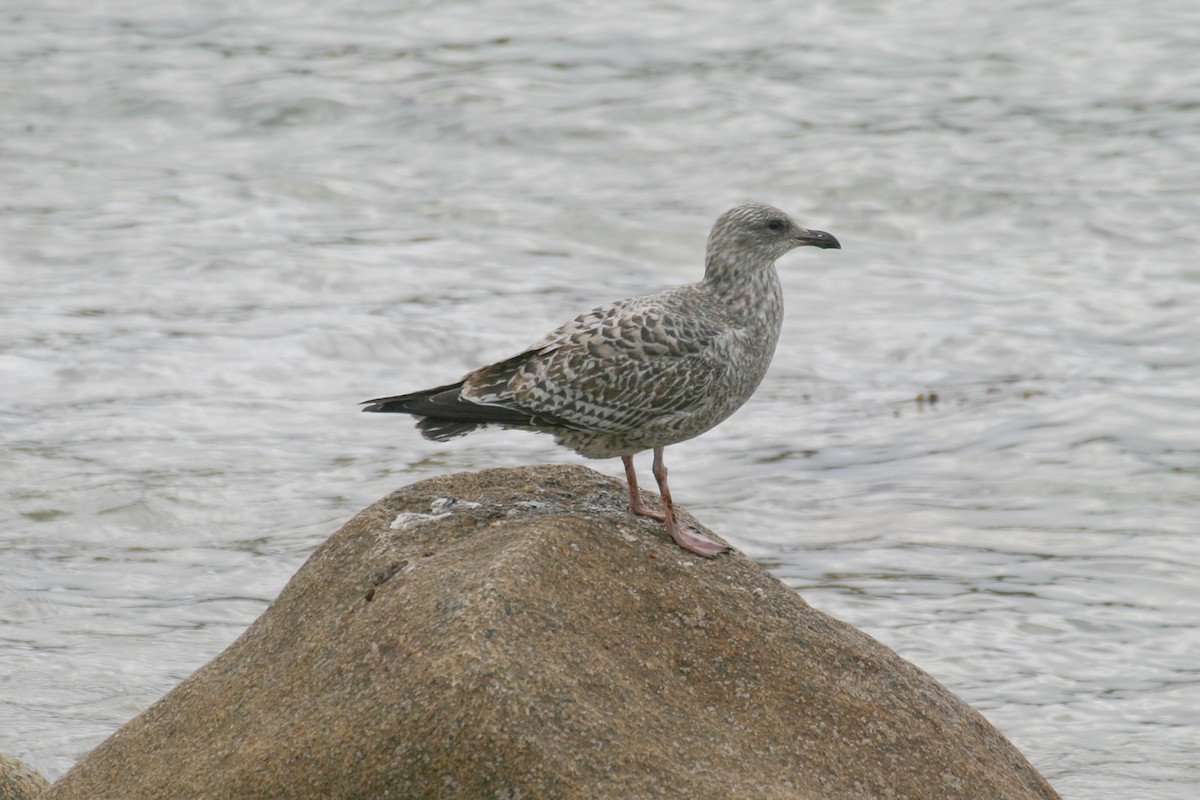 Herring Gull (European) - Simon Colenutt