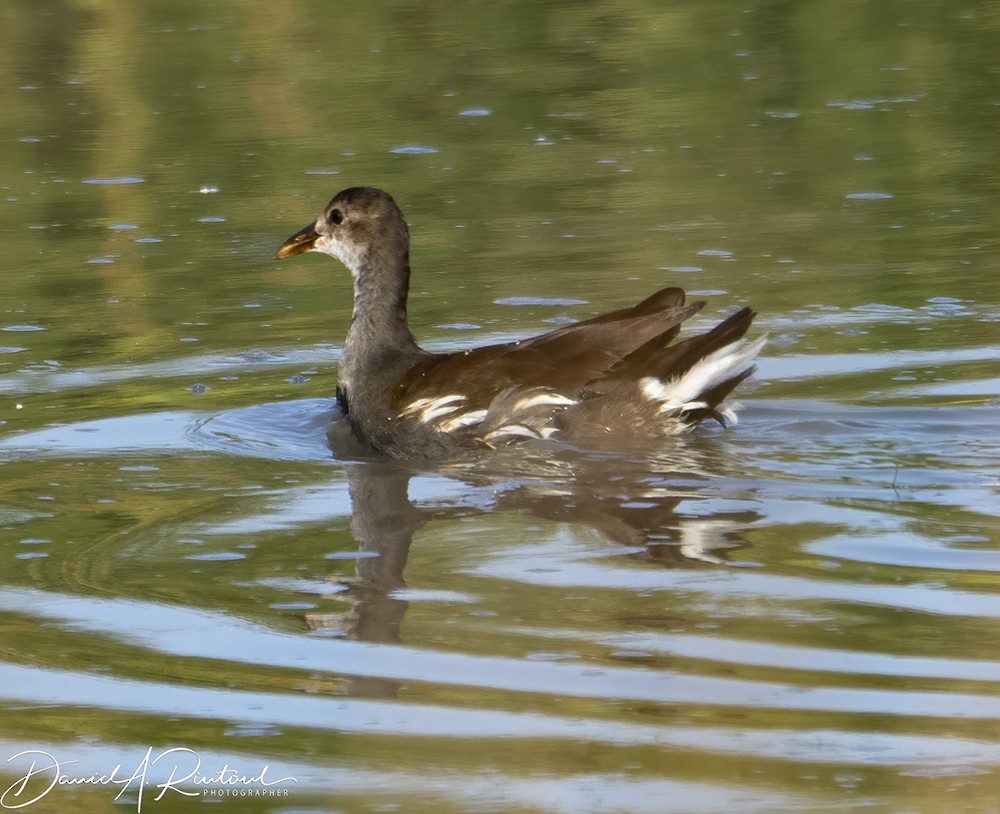 Common Gallinule - Dave Rintoul