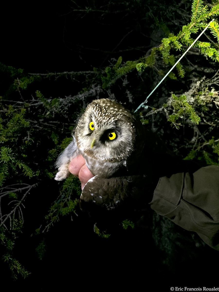 Boreal Owl - ML269701071
