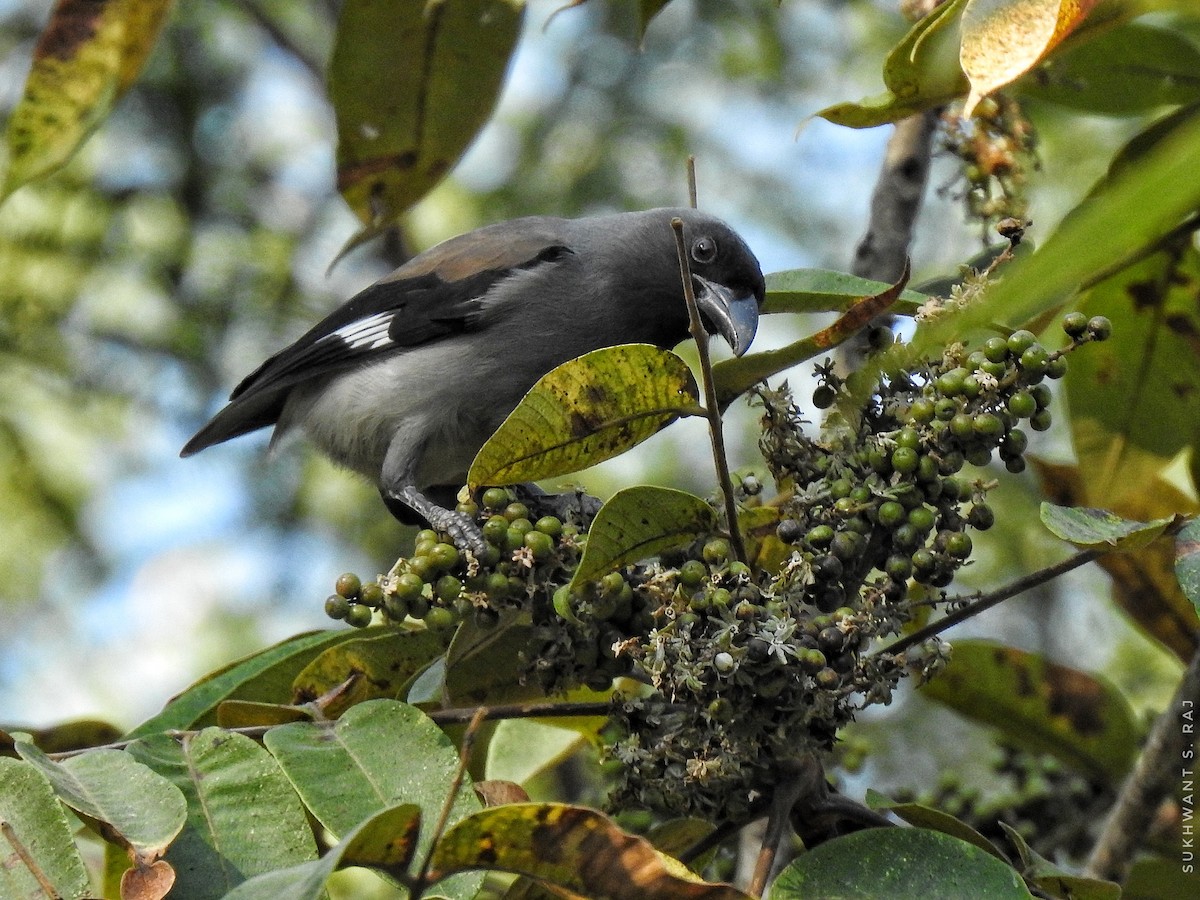 Gray Treepie - Sukhwant S Raj