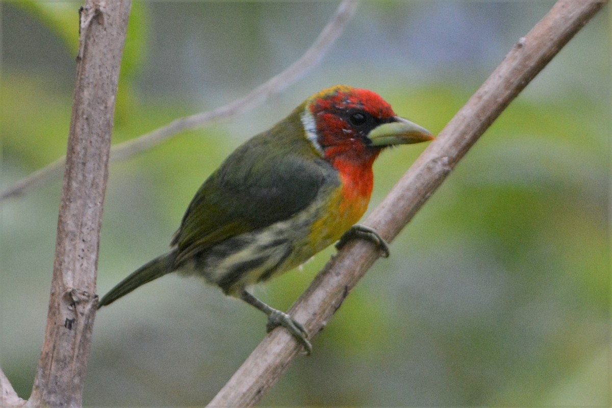 Red-headed Barbet - David Hollie