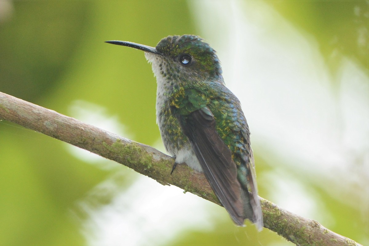 kolibřík zelenopláštíkový - ML26970341