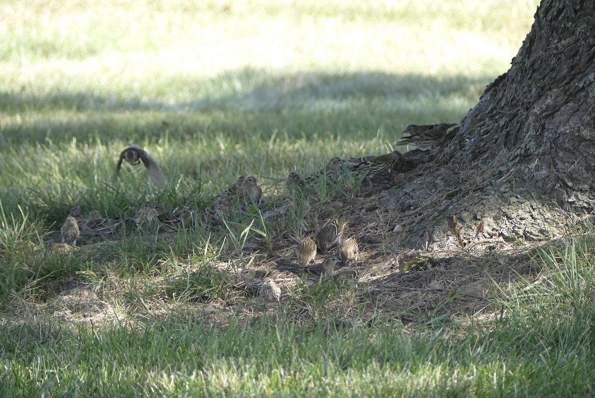 Pine Siskin - ML269703601