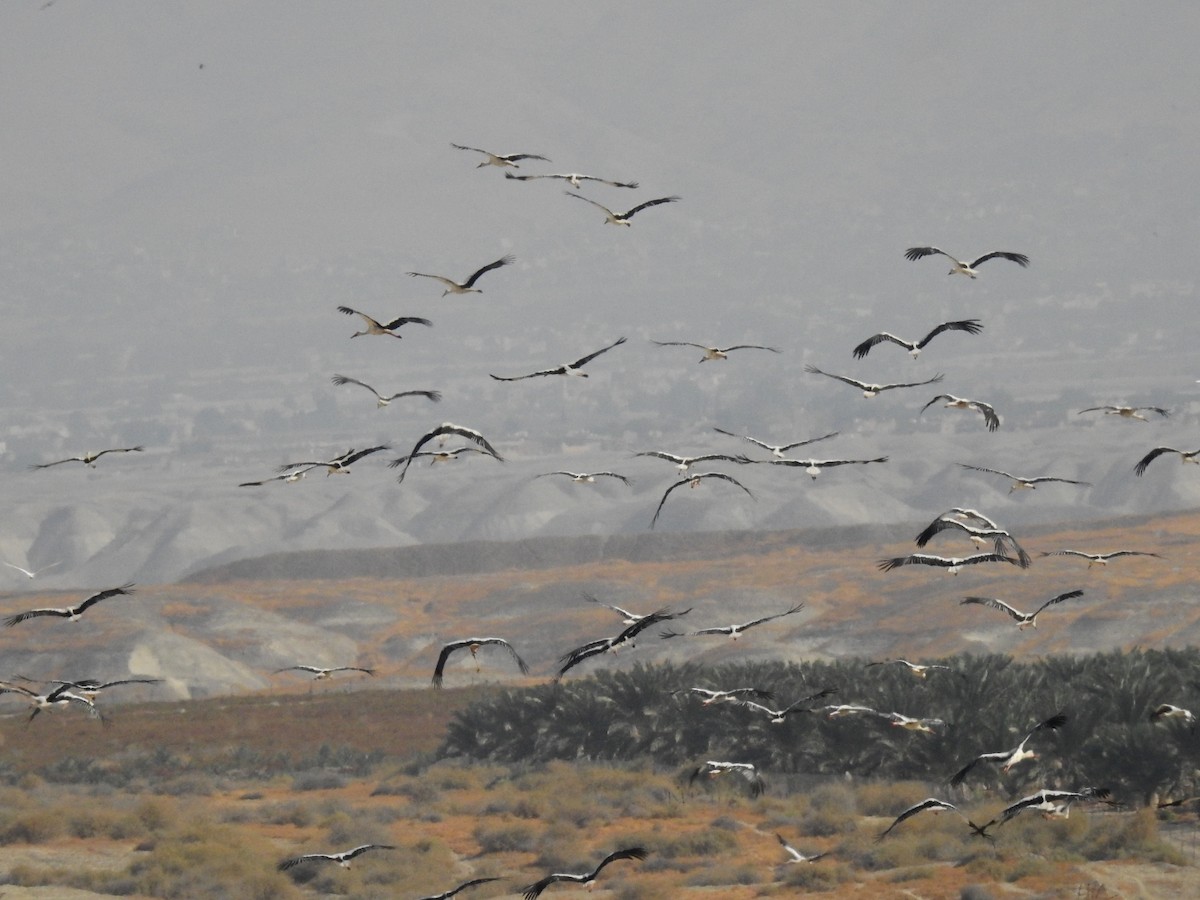 White Stork - ML269705131