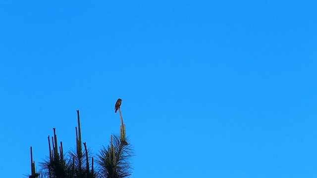 Ferruginous Flycatcher - ML269705571