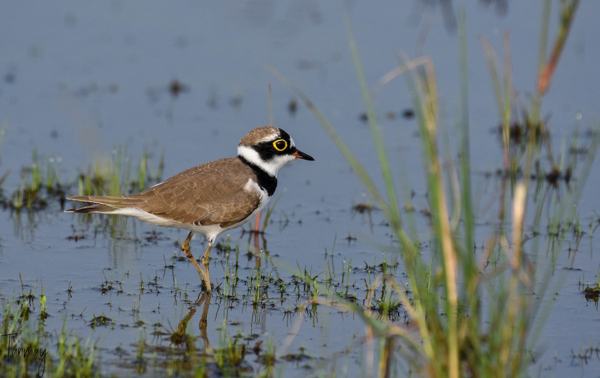 Little Ringed Plover - tanmay mukhopadhyay