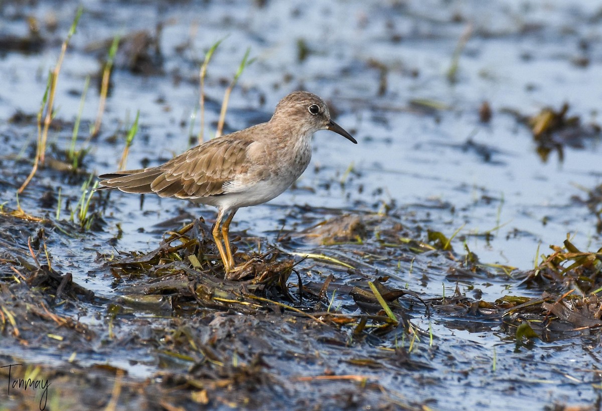 Temminck's Stint - tanmay mukhopadhyay