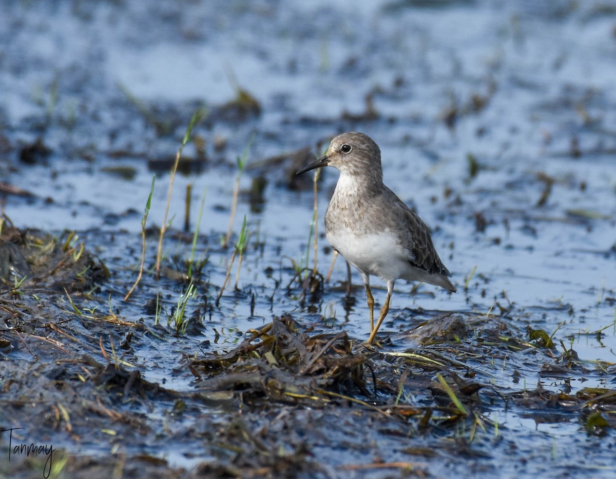 Temminck's Stint - ML269705611