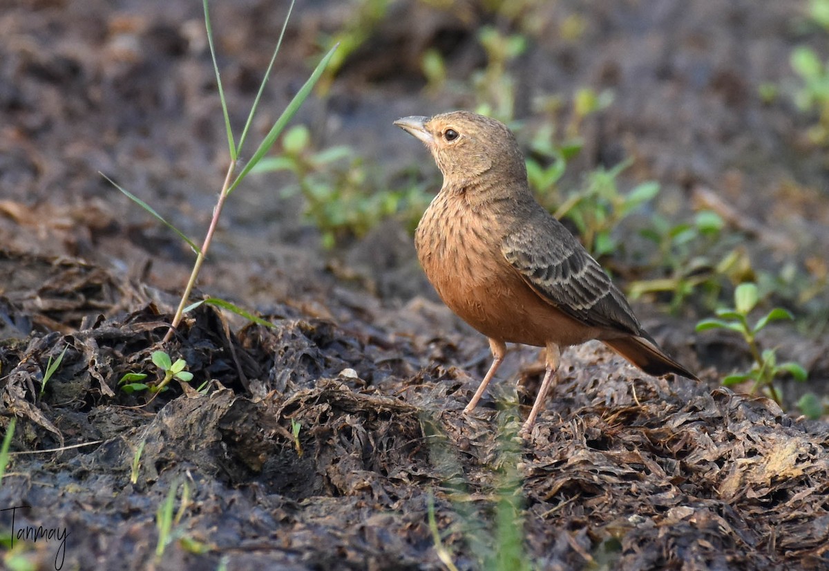 Rufous-tailed Lark - ML269705661