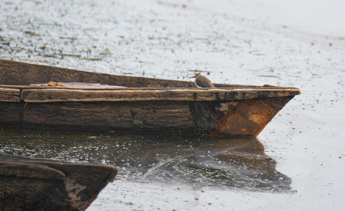 Common Sandpiper - tanmay mukhopadhyay