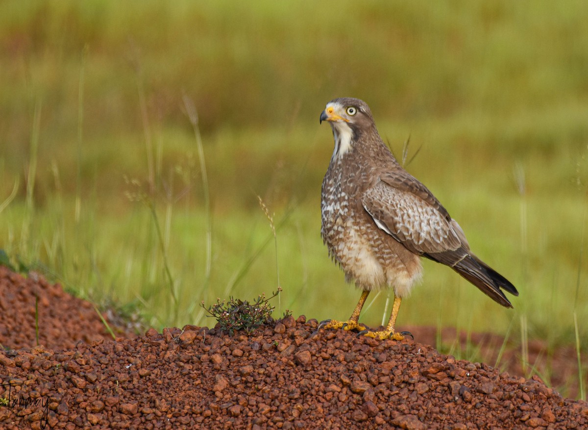 White-eyed Buzzard - tanmay mukhopadhyay