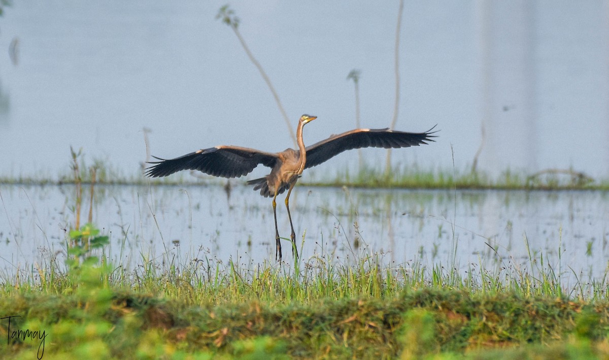 Purple Heron - tanmay mukhopadhyay