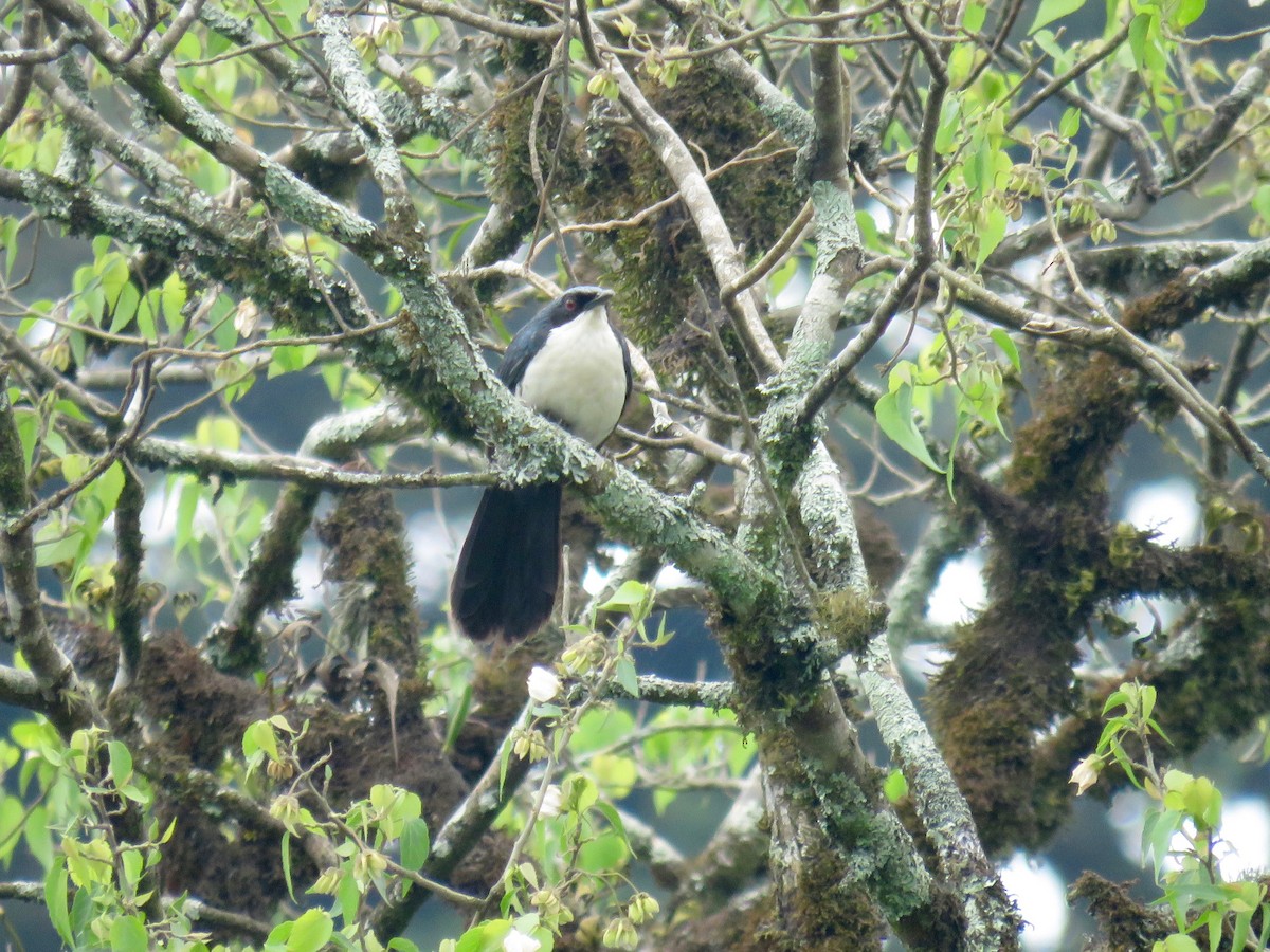 Blue-and-white Mockingbird - ML26971071