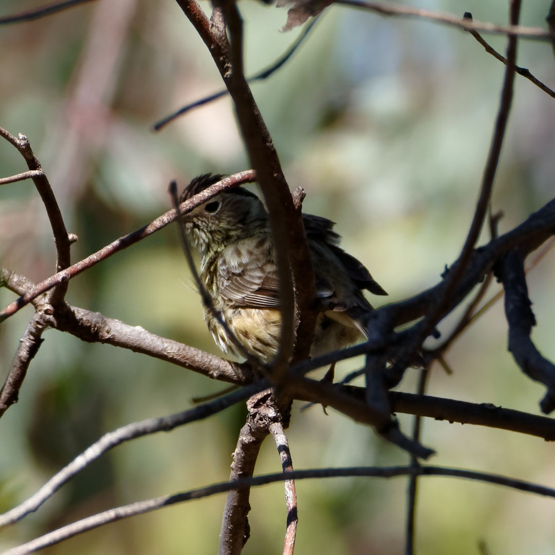 Speckled Warbler - ML269711841