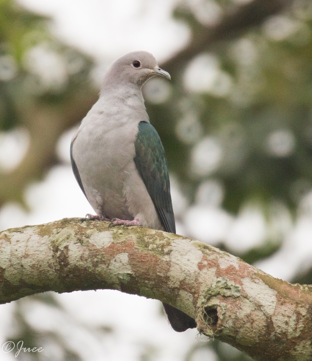 Green Imperial-Pigeon - ML269711961