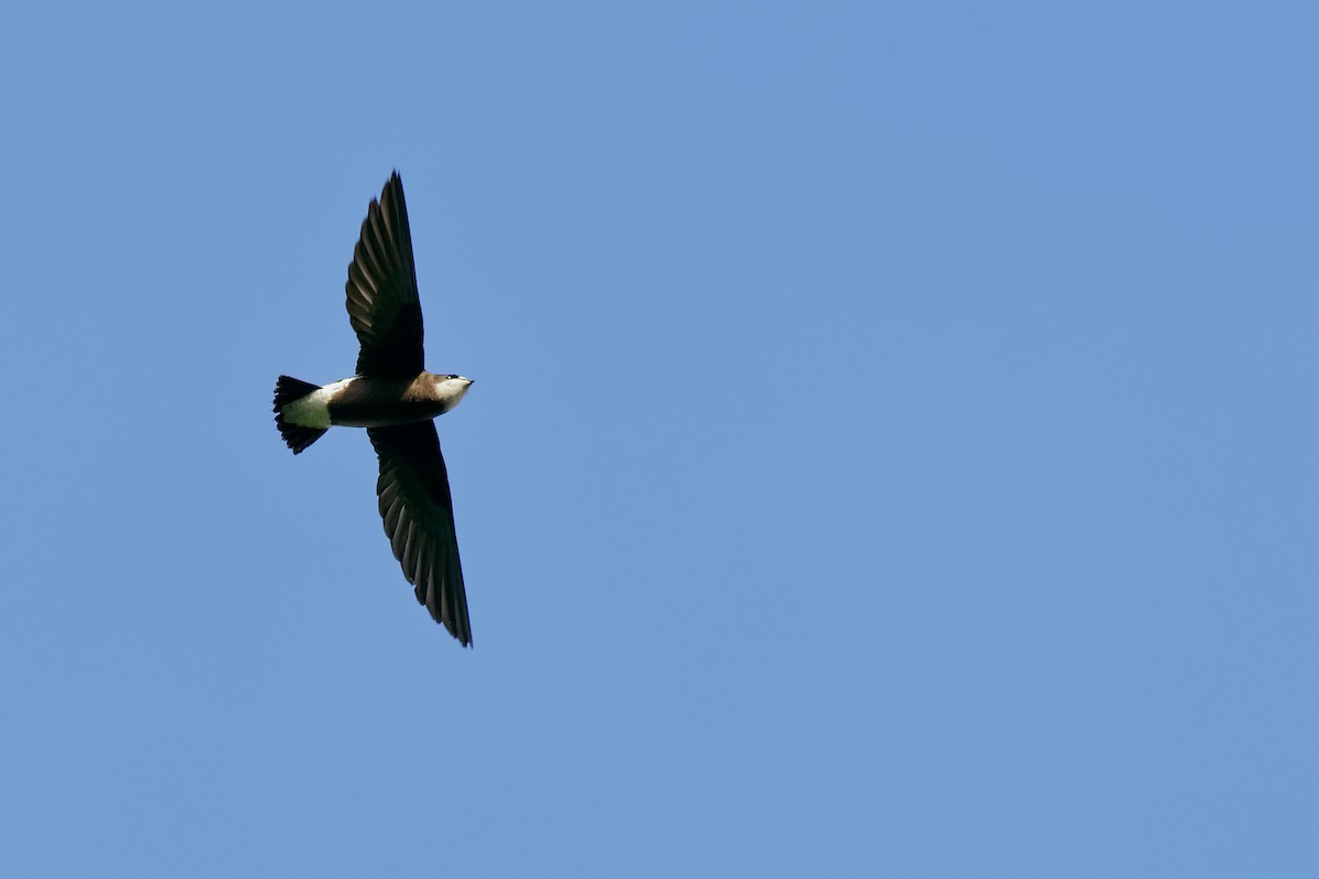 White-throated Needletail (White-lored) - Vincent Wang