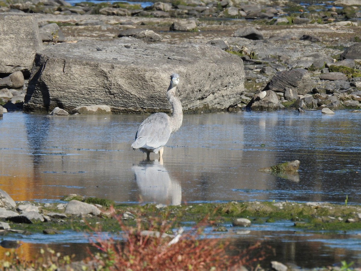 Great Blue Heron - ML269712531