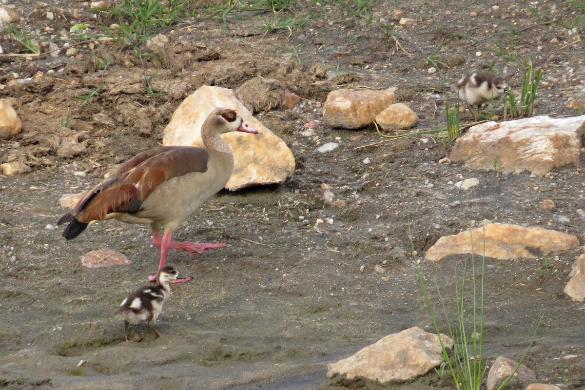 Egyptian Goose - Leszek Noga