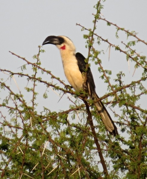 Von der Decken's Hornbill - ML269714031