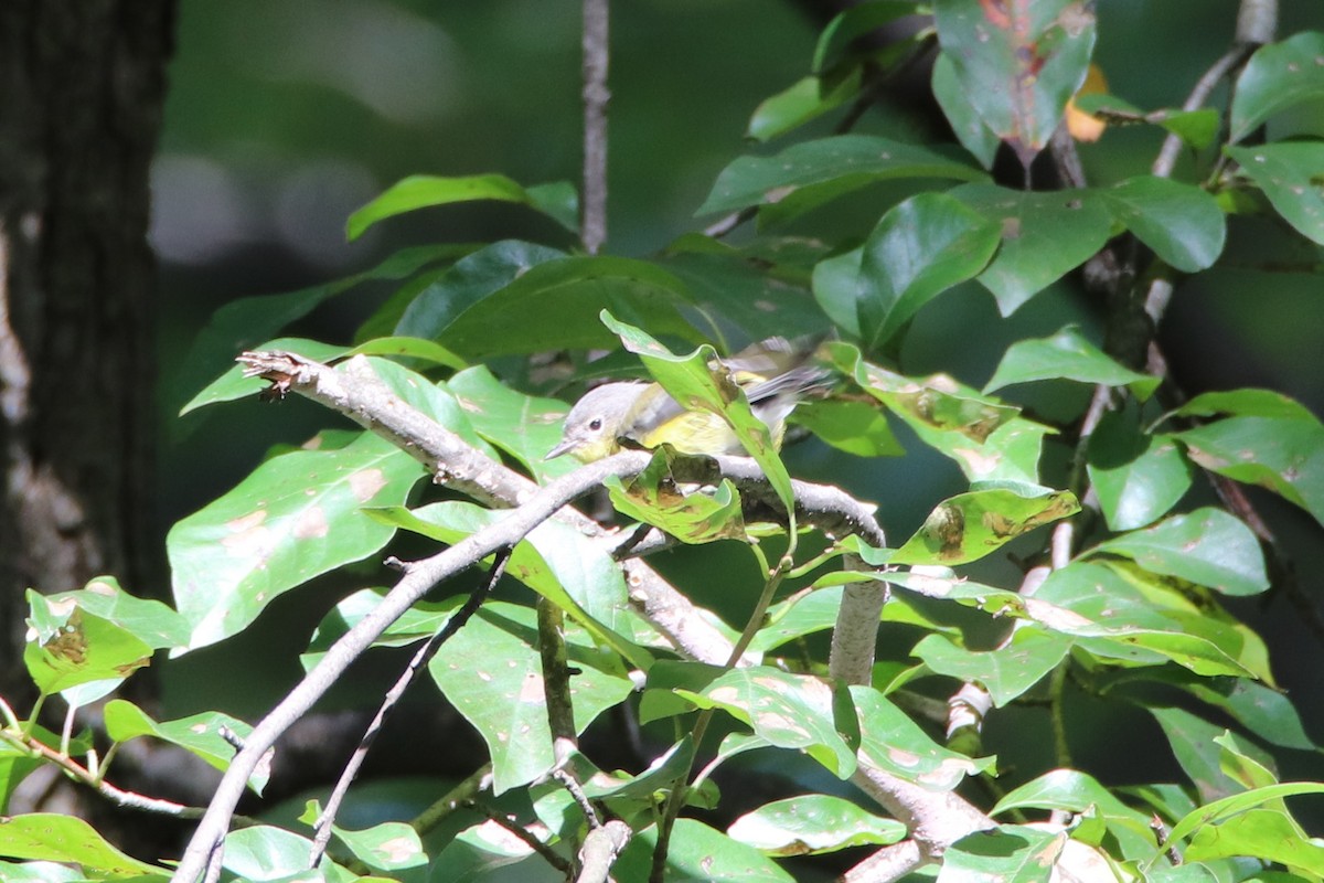 Magnolia Warbler - ML269714751