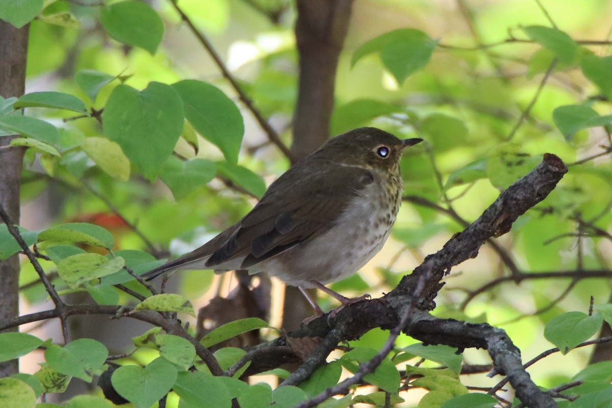 Swainson's Thrush - ML269714791