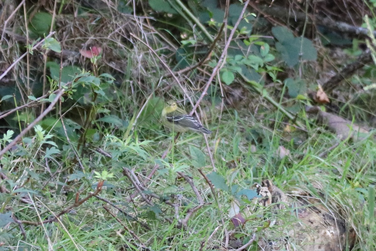 Blackpoll Warbler - ML269715021