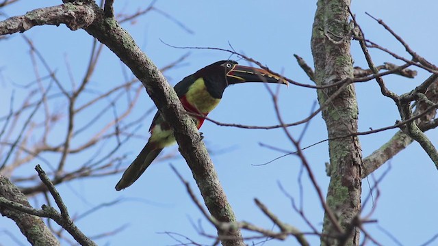 Chestnut-eared Aracari - ML269716571