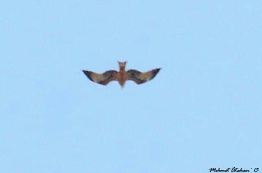 Red Kite - ML269717861