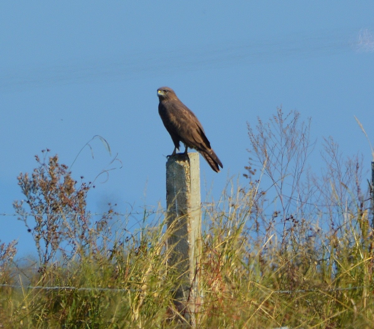 Common Buzzard - ML269719481