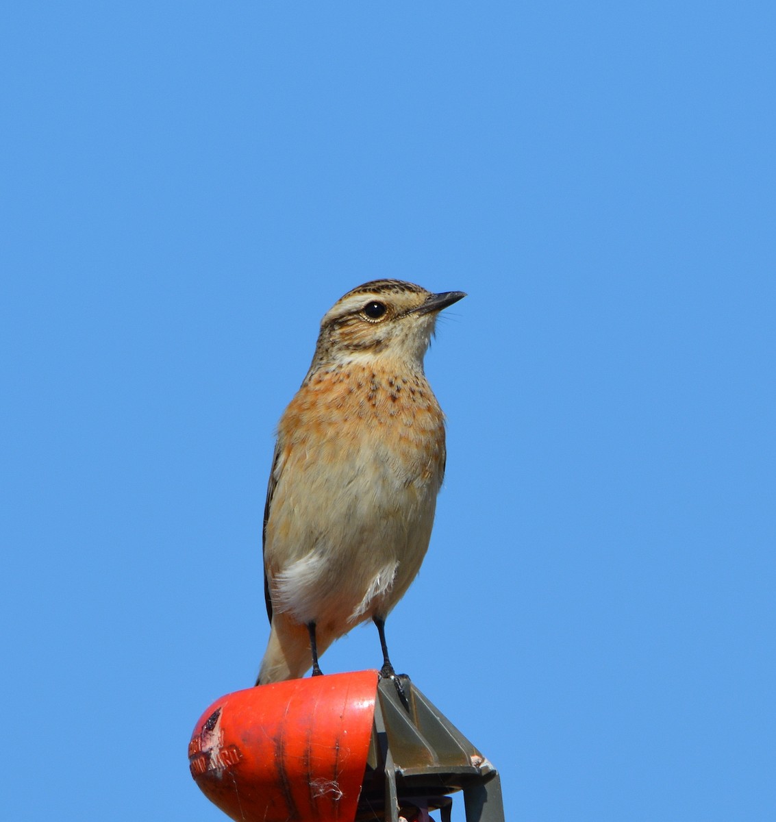 Whinchat - Álvaro García Martín