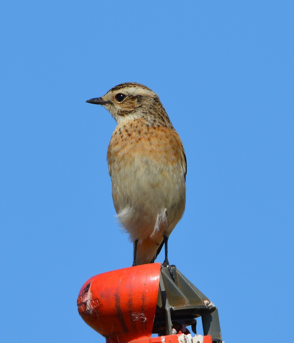 Whinchat - Álvaro García Martín