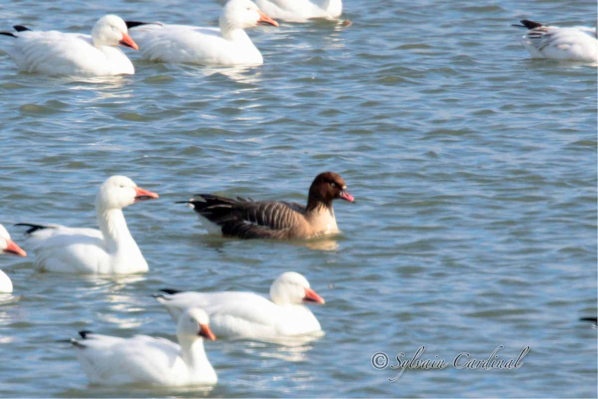 Pink-footed Goose - Sylvain Cardinal