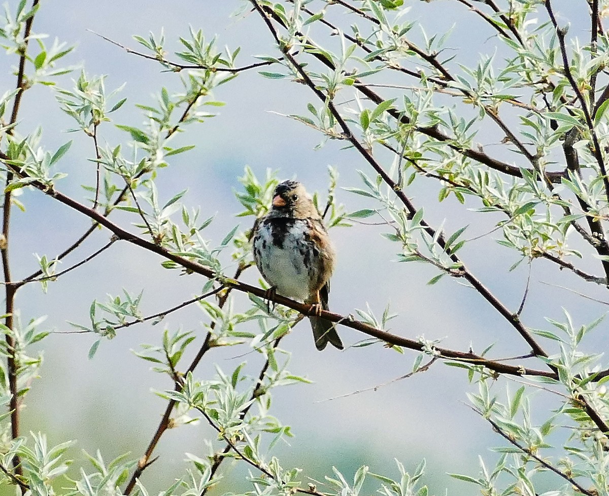 Harris's Sparrow - ML26972171