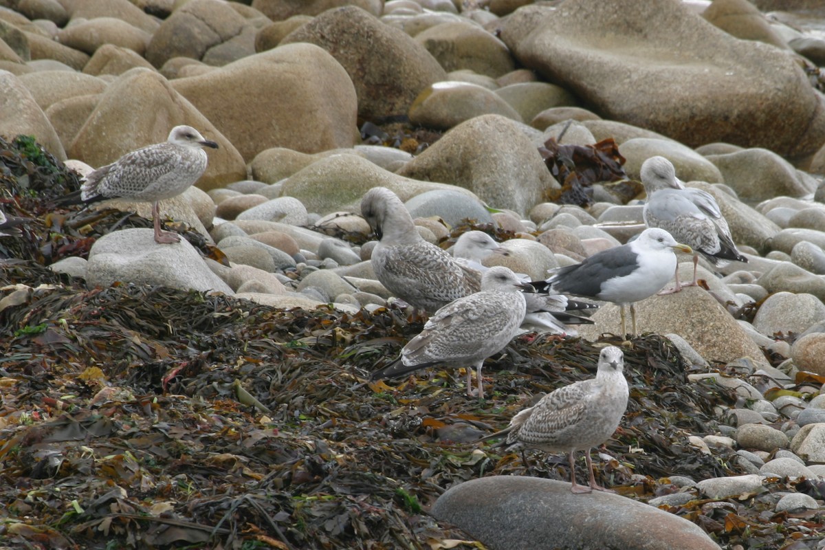 Herring Gull - Simon Colenutt