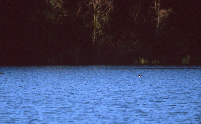 Barrow's Goldeneye - Eric Carpenter