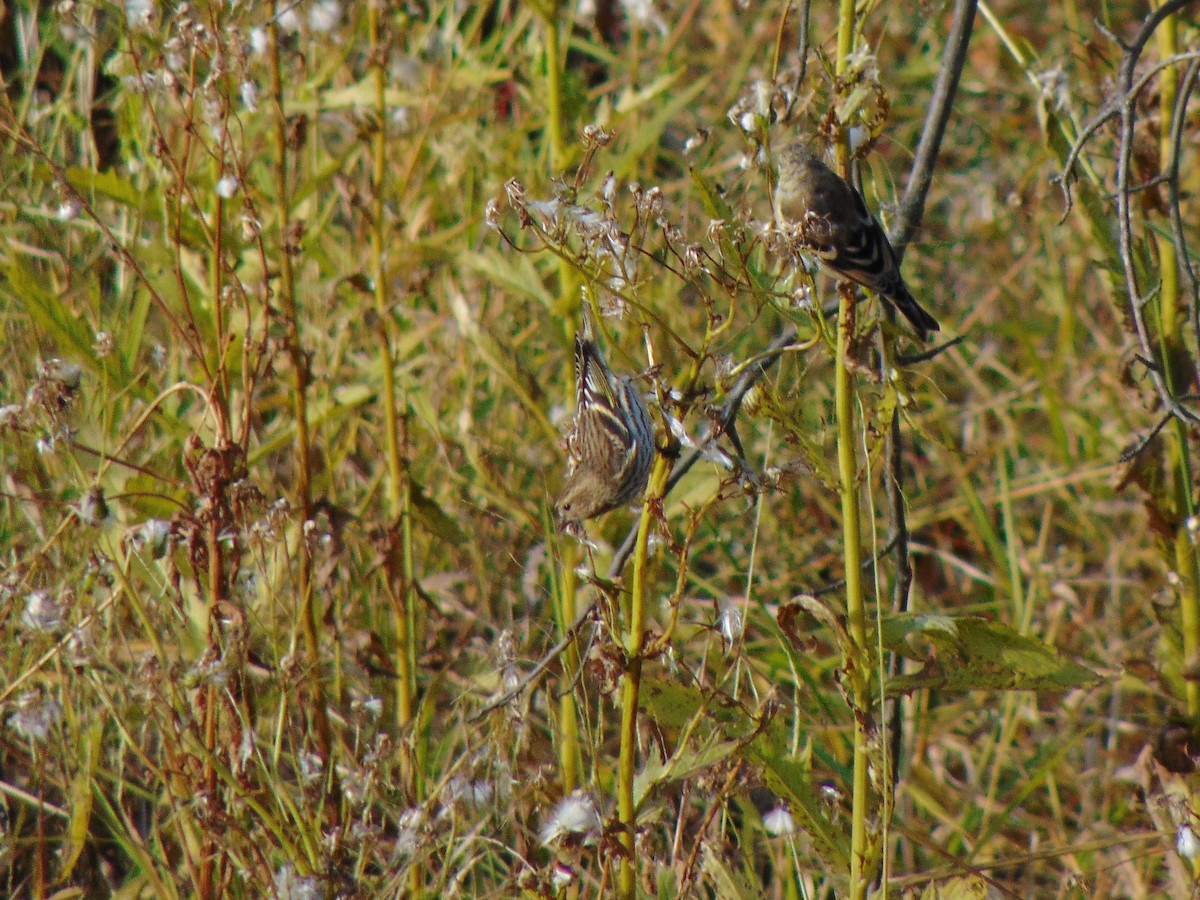 Pine Siskin - ML269724391