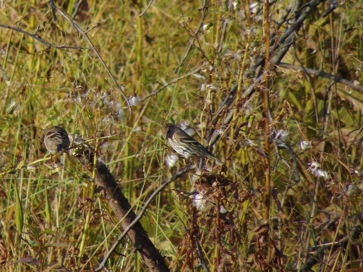 Pine Siskin - ML269724421