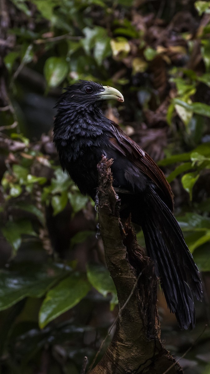 Green-billed Coucal - ML269724521
