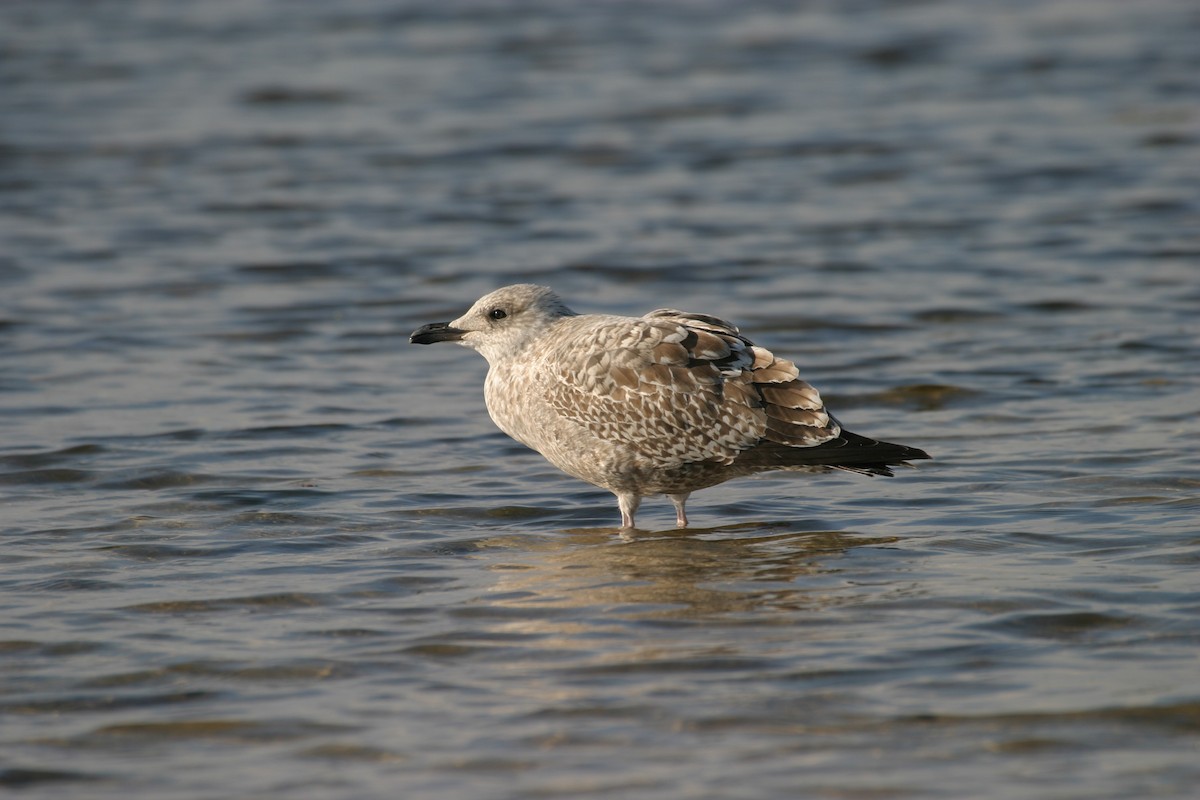 Herring Gull - Simon Colenutt