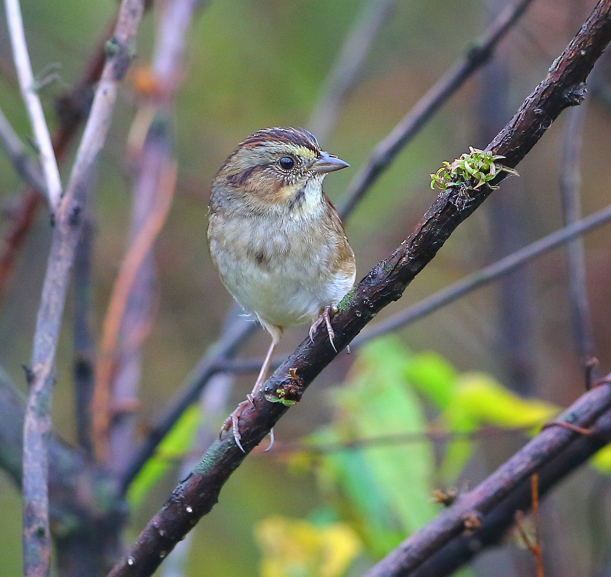 Swamp Sparrow - Bala Chennupati