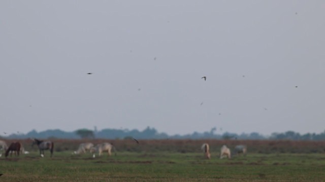 Brown-chested Martin - ML269726311