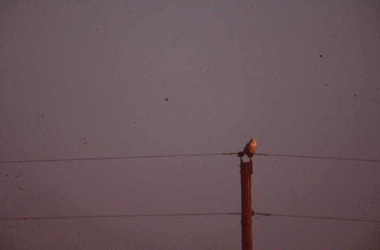 Snowy Owl - ML269727741