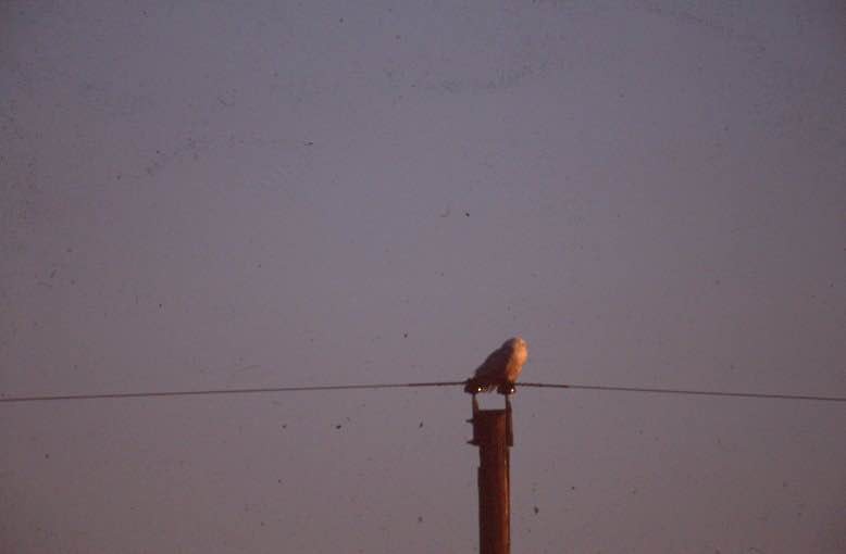 Snowy Owl - ML269727751