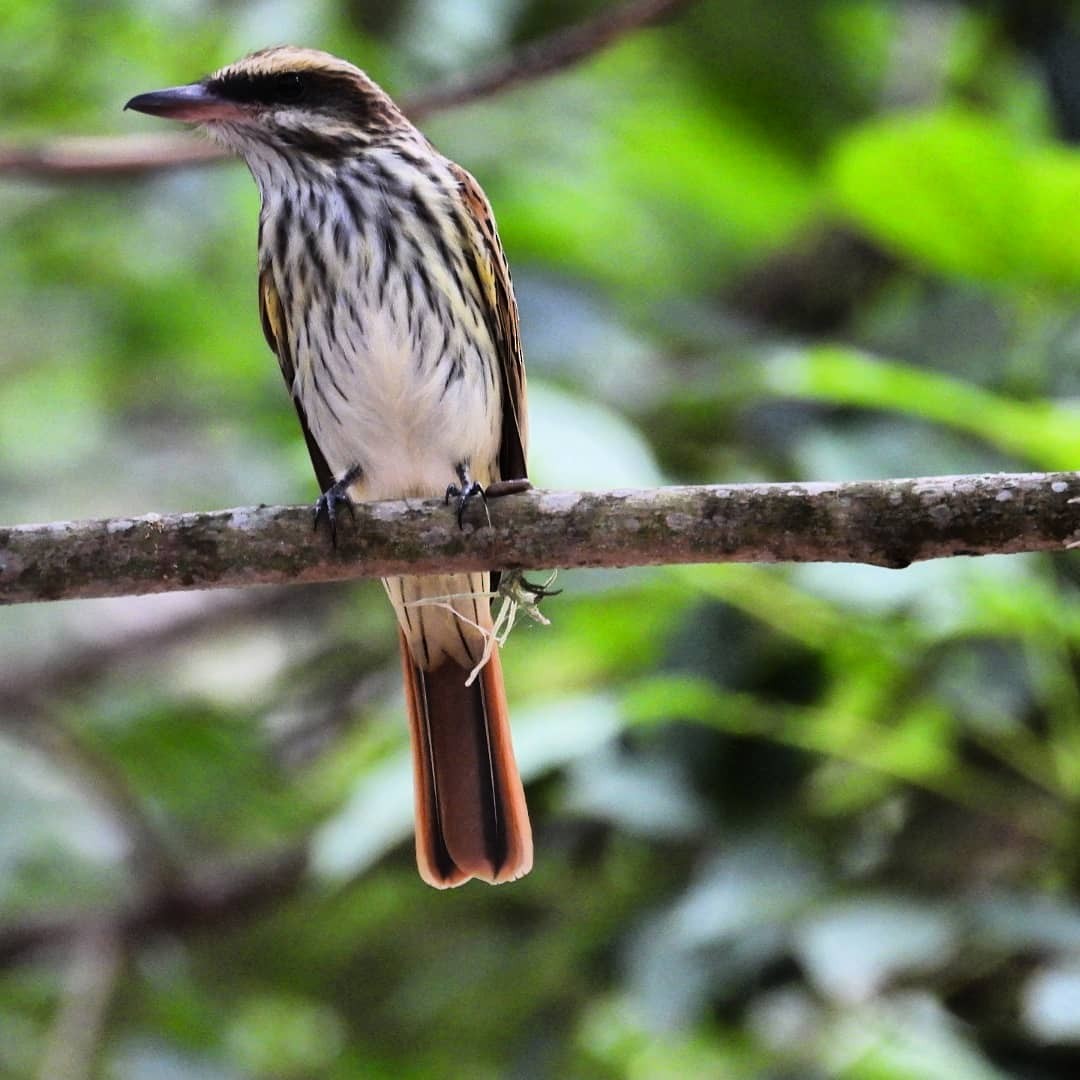 Streaked Flycatcher - ML269730991