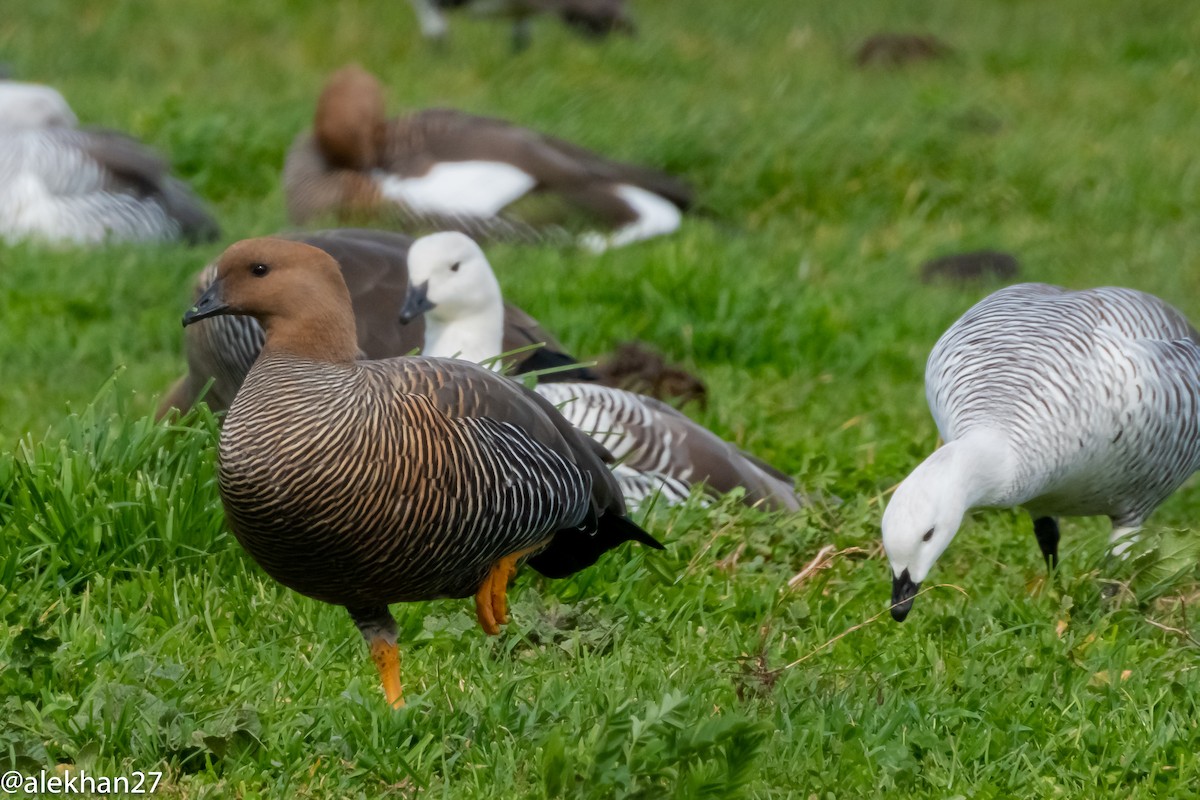 Upland Goose - Eleuterio Ramirez