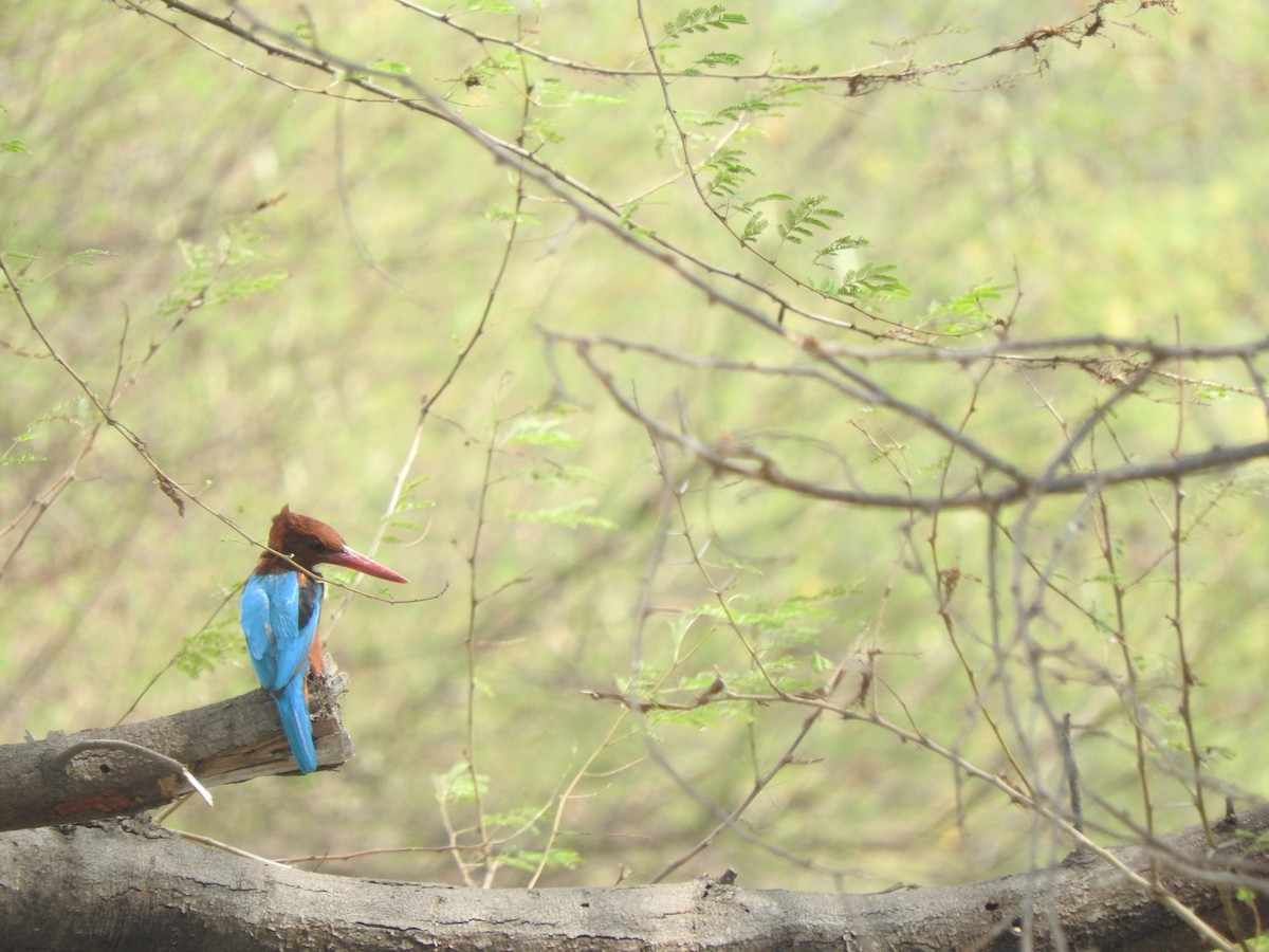 White-throated Kingfisher - ML269731491