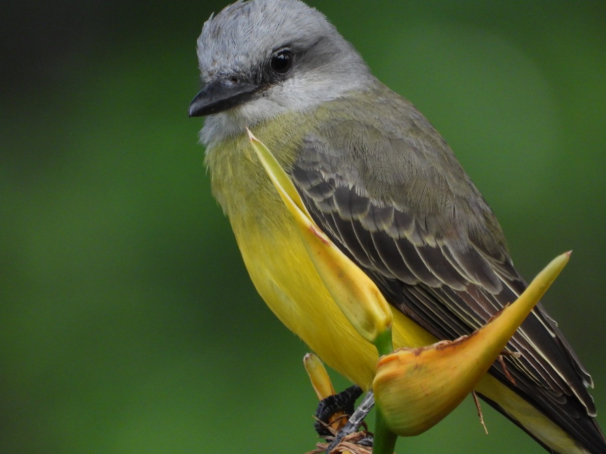 Tropical Kingbird - ML269731771