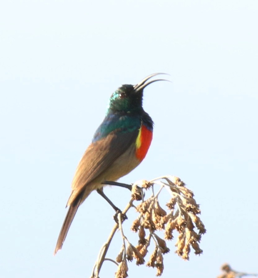Greater Double-collared Sunbird - Marna Buys