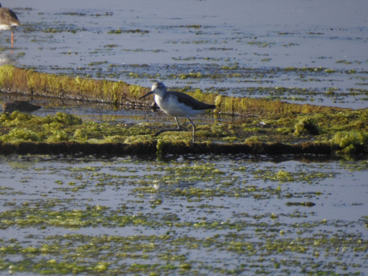 Common Greenshank - Pedro Lopes