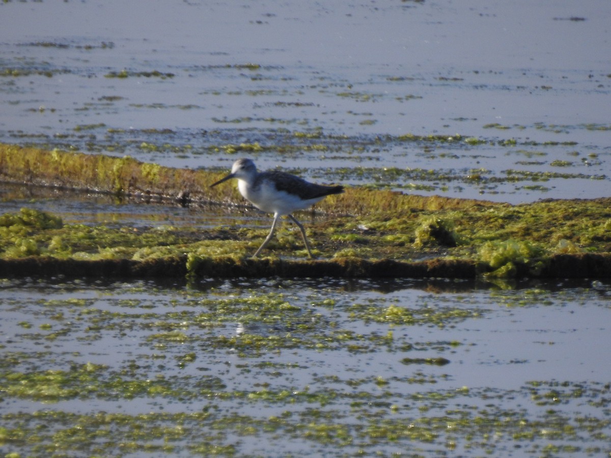 Common Greenshank - ML269738211